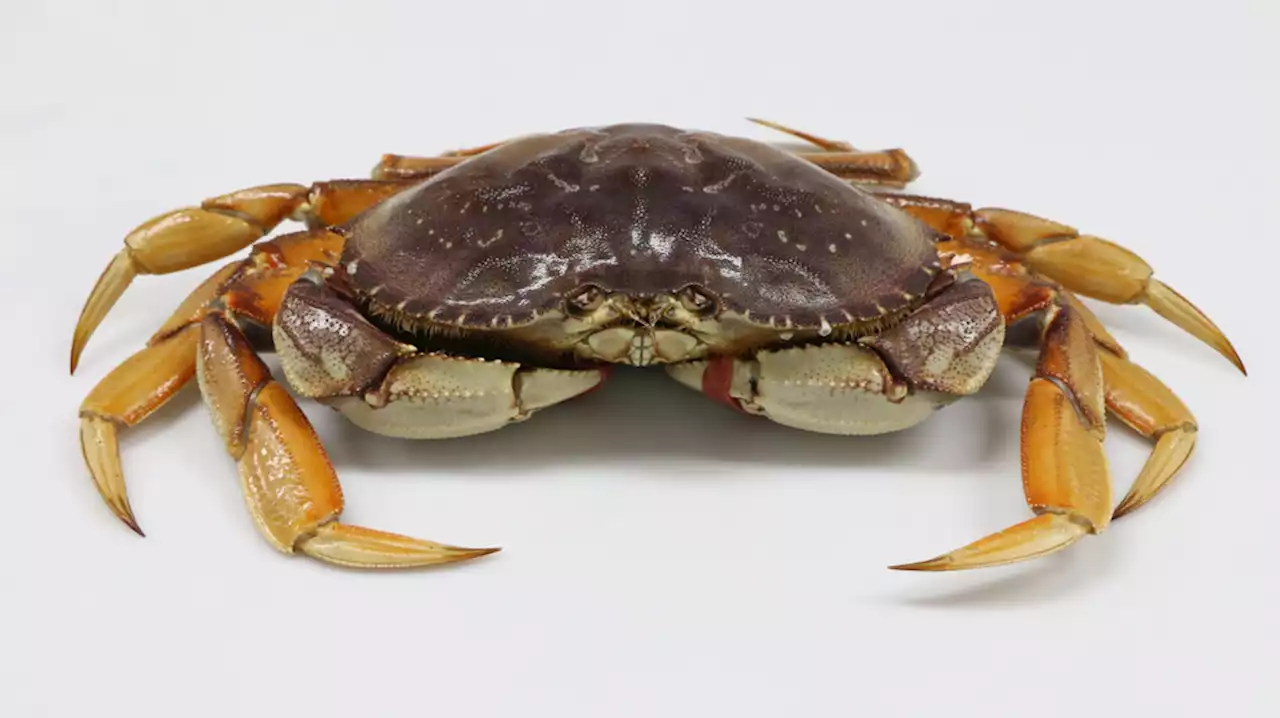 Carbon Is Robbing Crabs of Their Senses