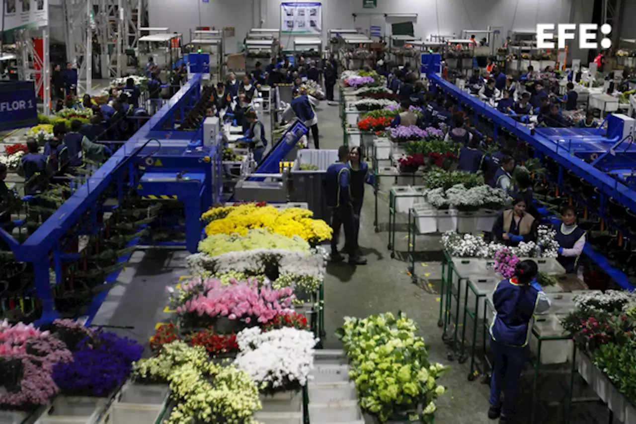 Los ramos de flores colombianas viajan a Estados Unidos