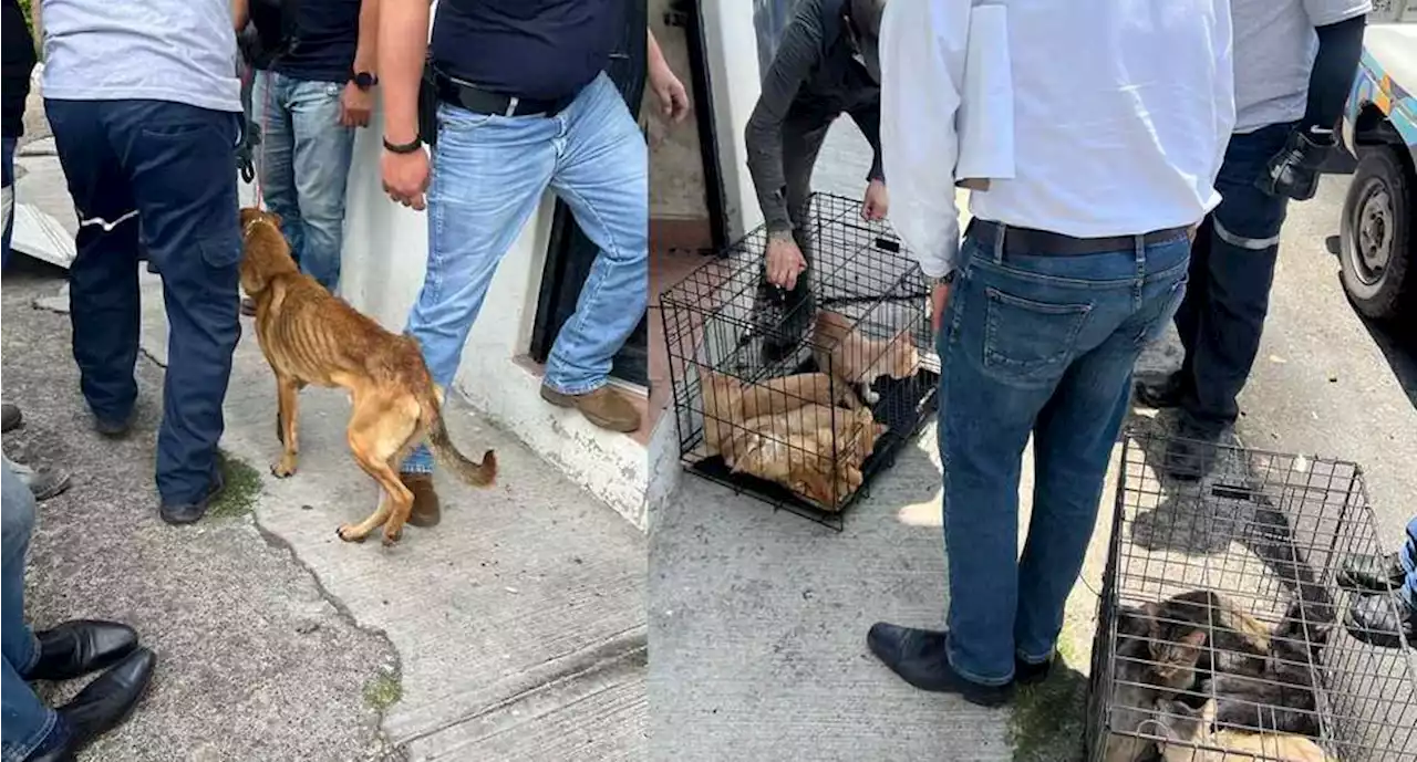 Rescatan a 32 perros y 19 gatos víctimas de violencia y maltrato en Morelia, Michoacán