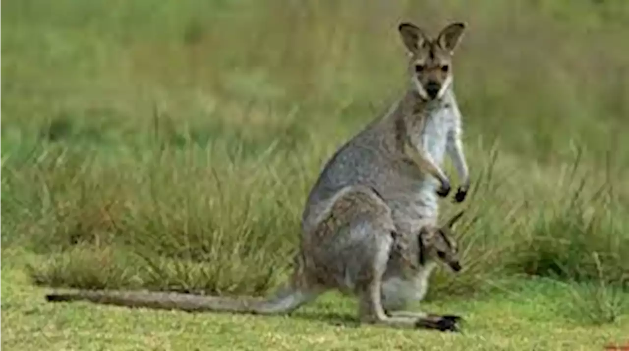 ¿Sacrificará Australia canguros para que no mueran de hambre?