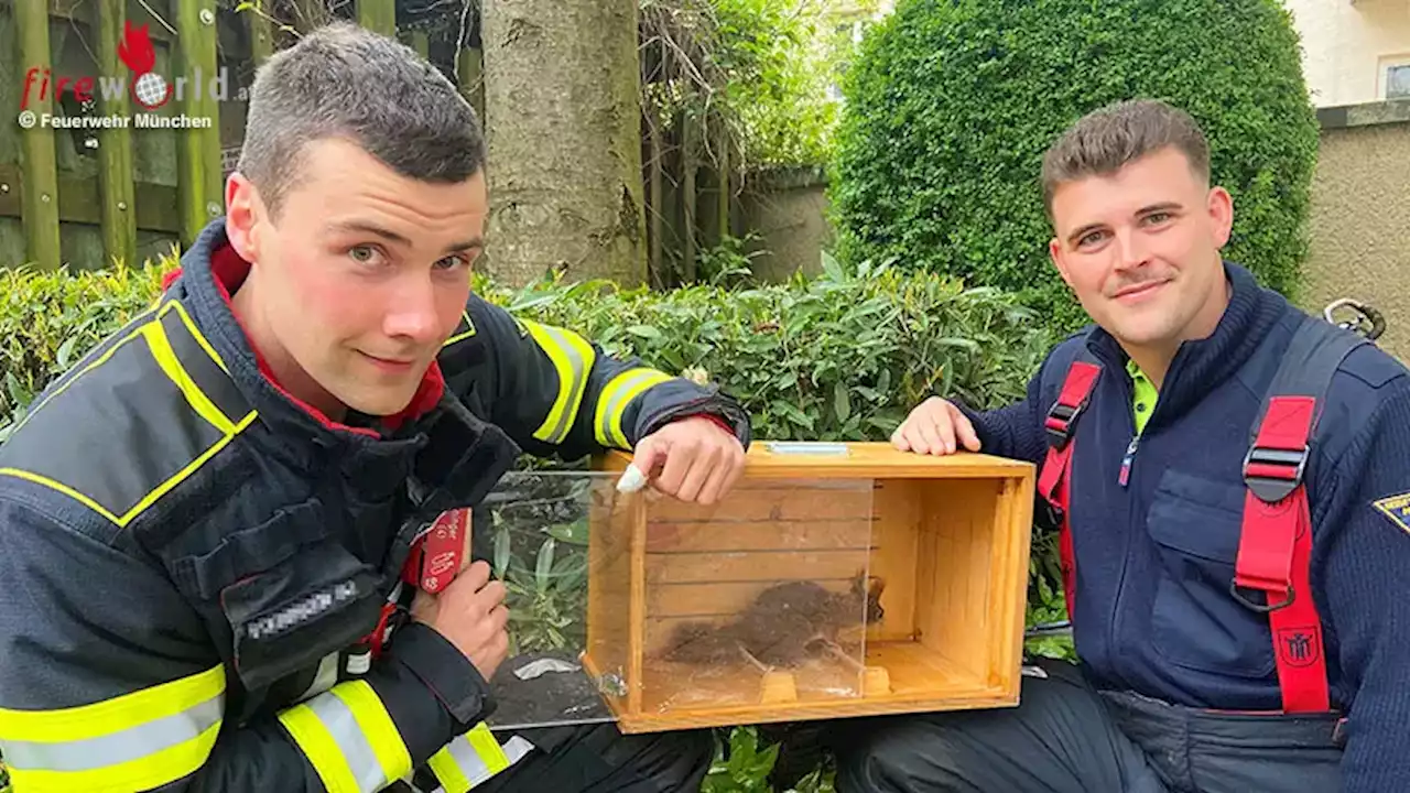 Bayern: Eichhörnchen vermasstelt Aufstieg in München