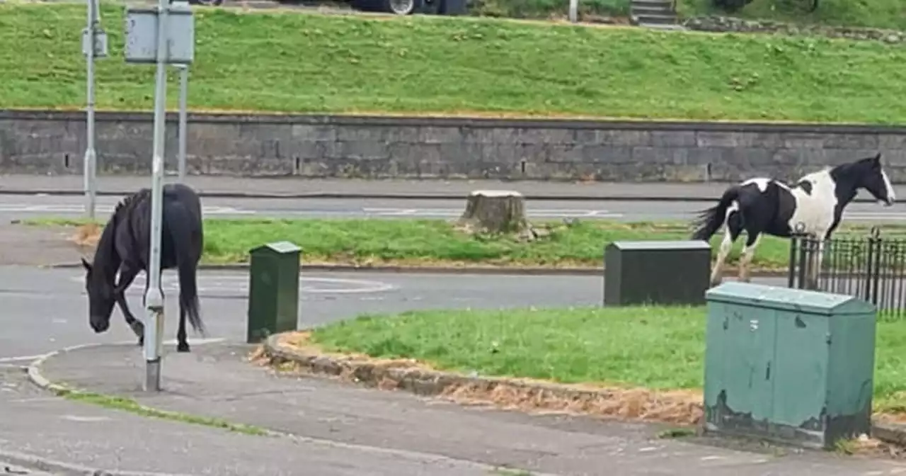 Paisley residents baffled as two escapee horses roam the streets