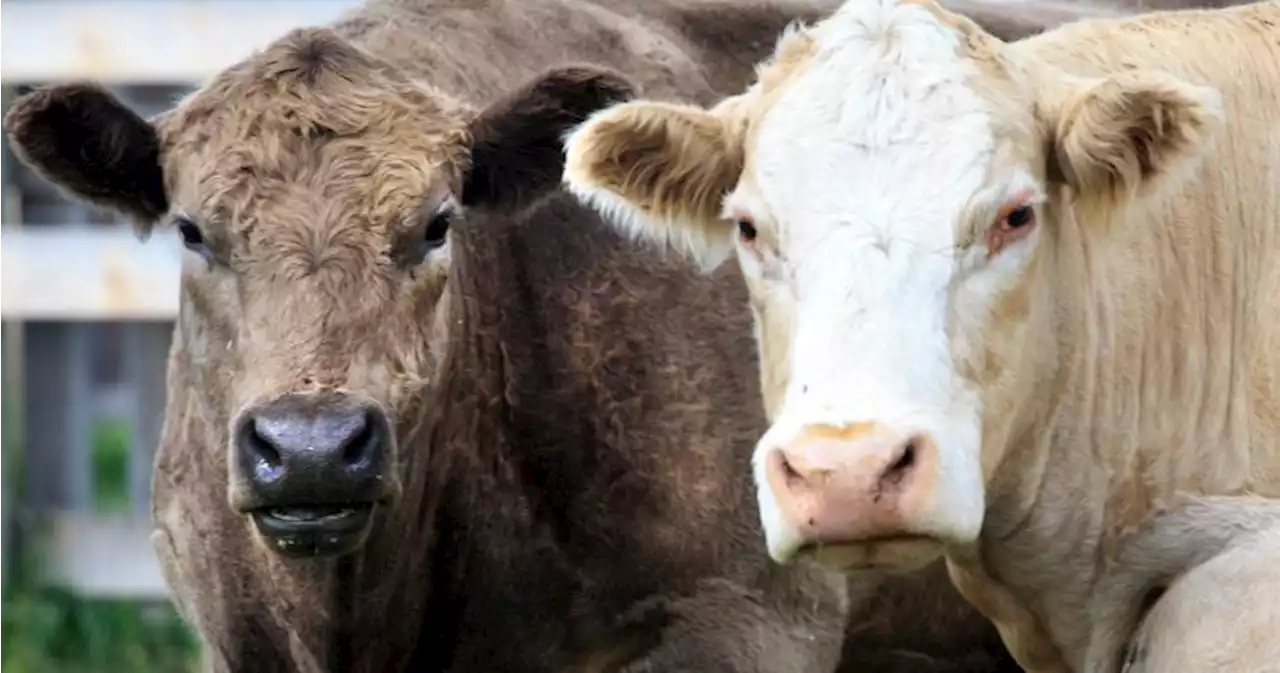 Cow Patty Critters: Alberta scientist releases guide identifying insects found in cattle dung | Globalnews.ca