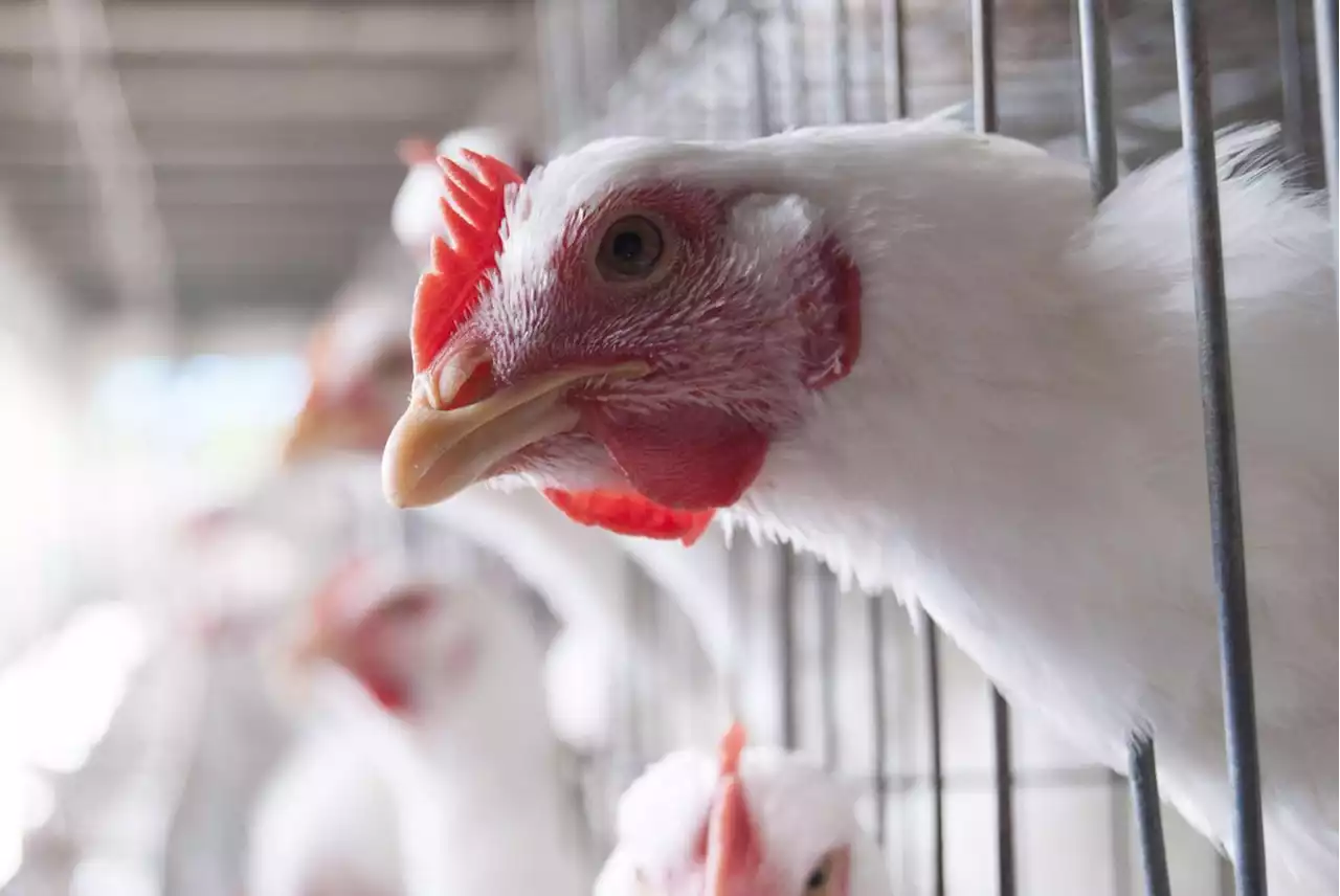 Quebec avian flu cases higher than expected as bird deaths near 1 million, expert says