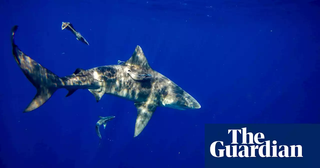 Thirteen-year-old girl punches shark in Florida to escape attack