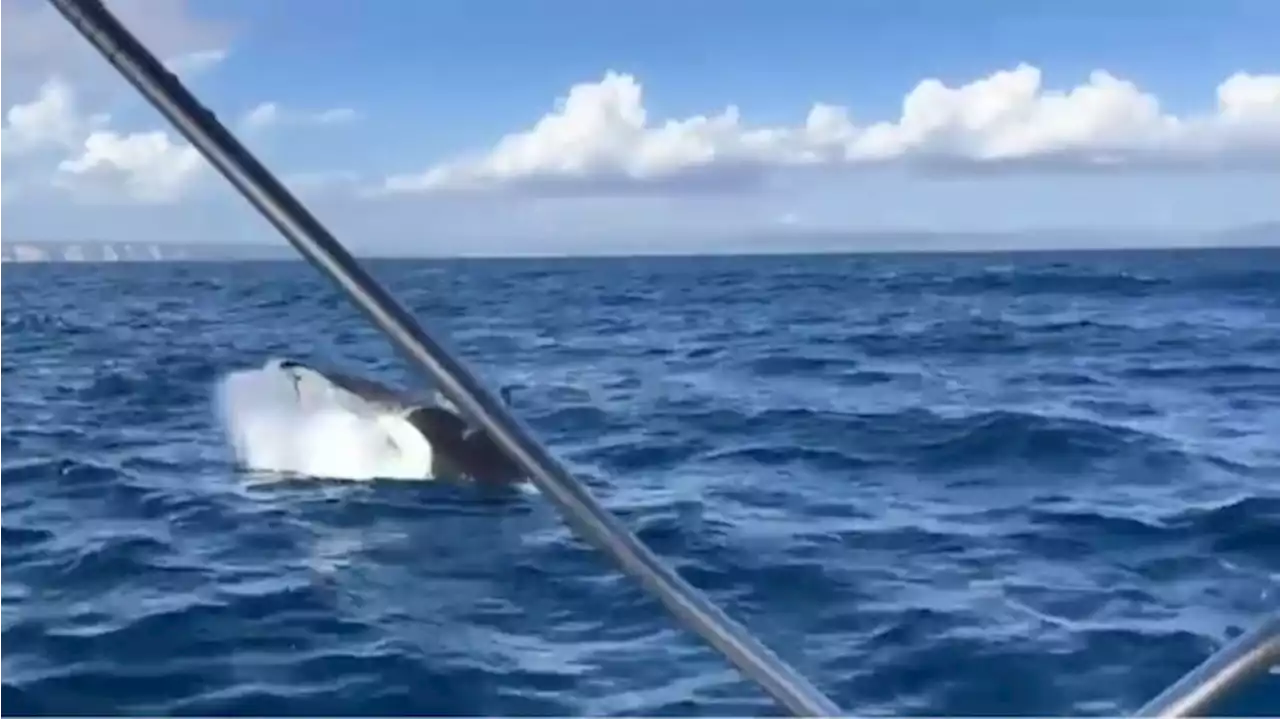 Preocupan los ataques de orcas a barcos, cada vez más habituales, en la costa gaditana