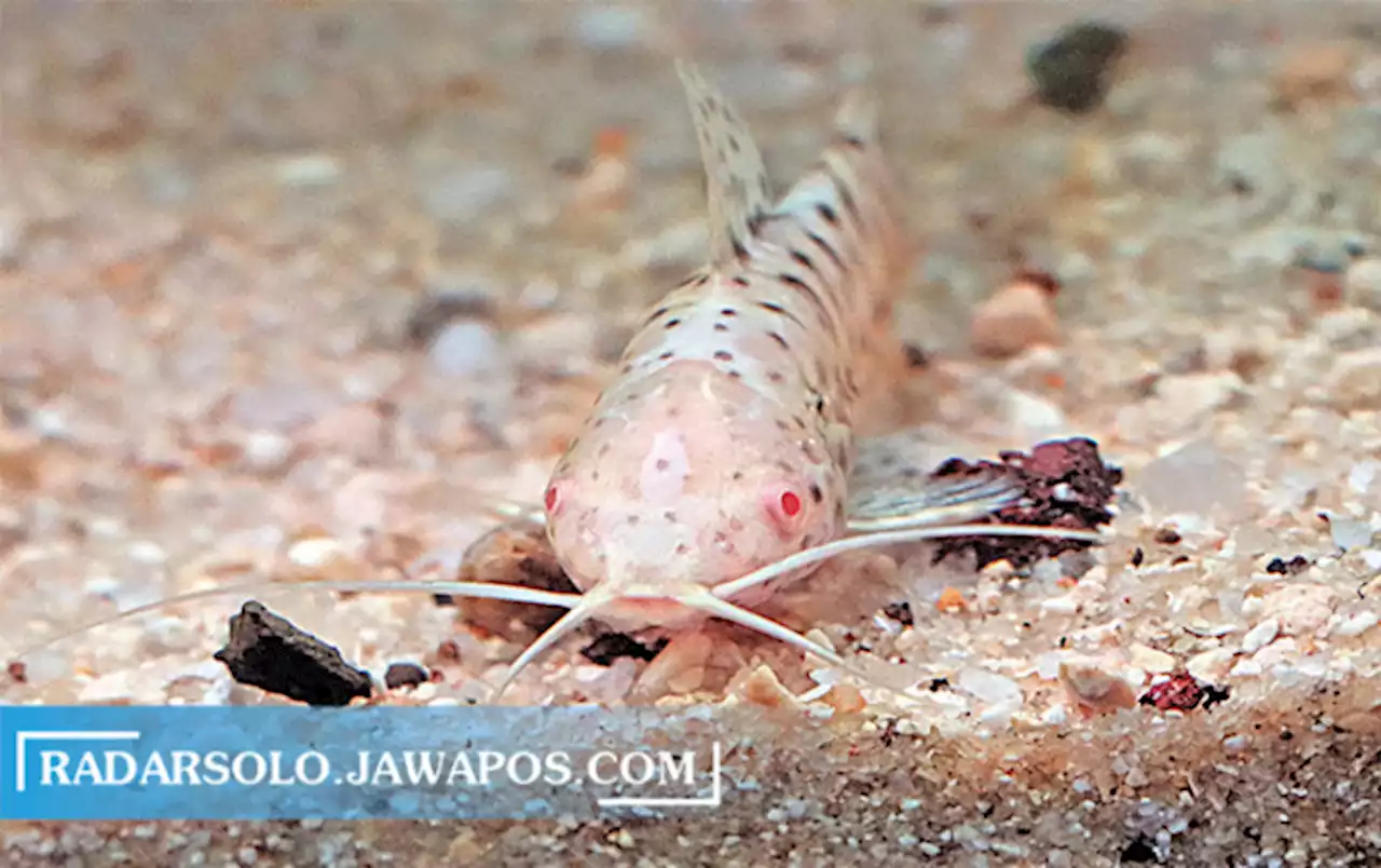 Hoplo Catfish Albino dari Sungai Amazon: Cocok Jadi Tankmate, Rajin Bersih-Bersih Sisa Pakan