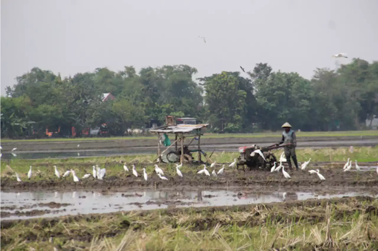 Saat Bangau Temani Petani di Jombang Bajak Sawah