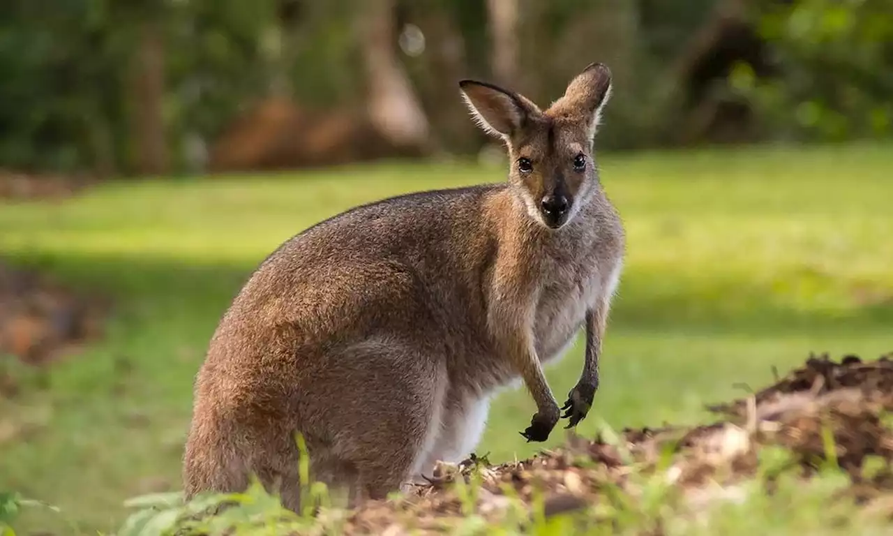 Austrália avalia abate em massa de cangurus para evitar que animais morram de fome