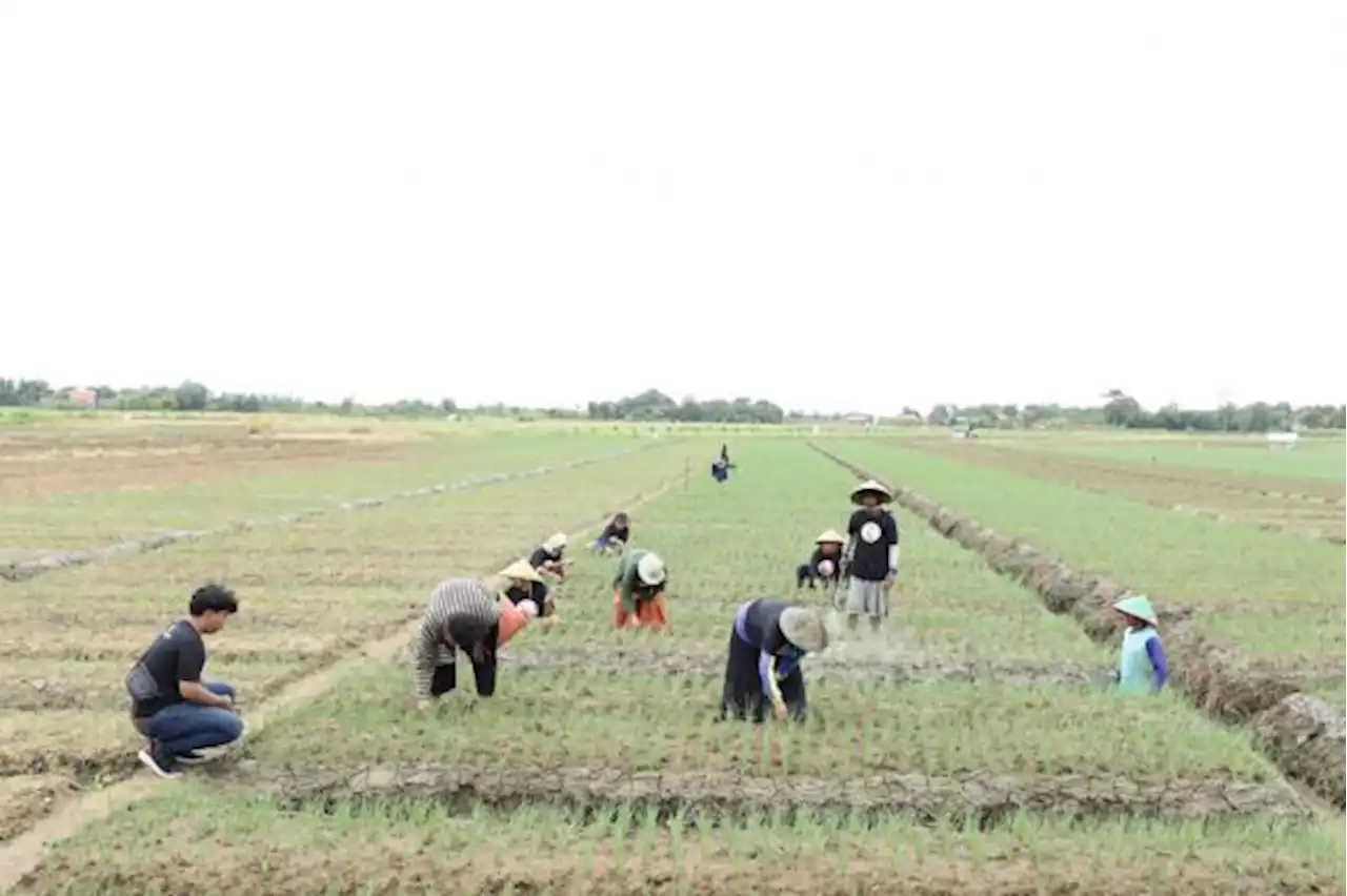 GMC Jabar Dorong Peningkatan Kapasitas Petani Bawang Merah di Kabupaten Cirebon