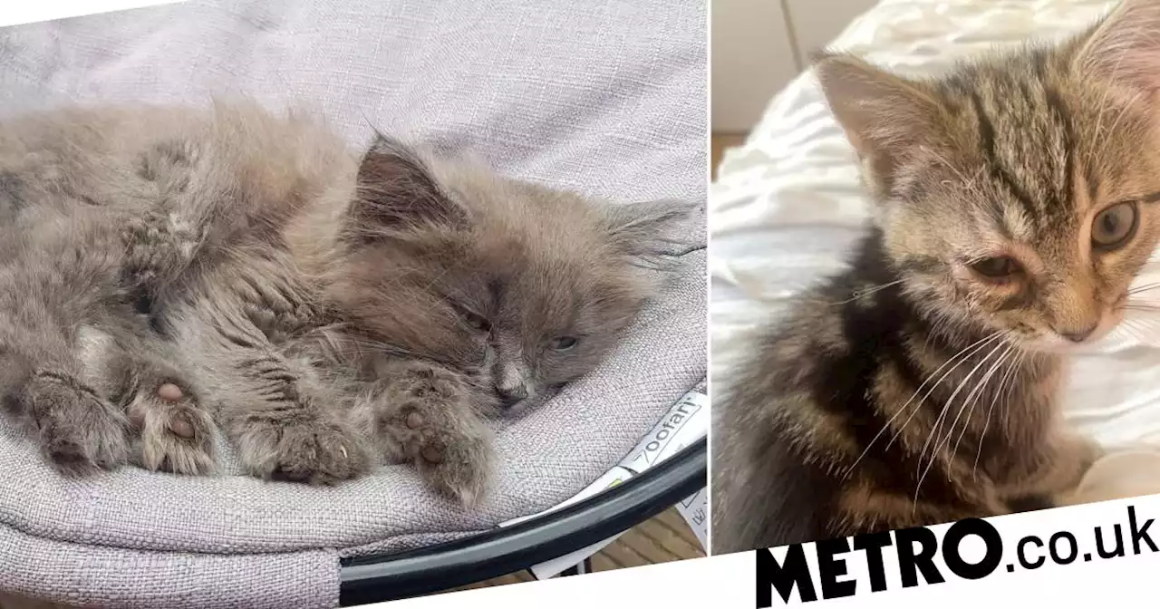 Disgraced police officer made £280,000 selling dying kittens with boyfriend