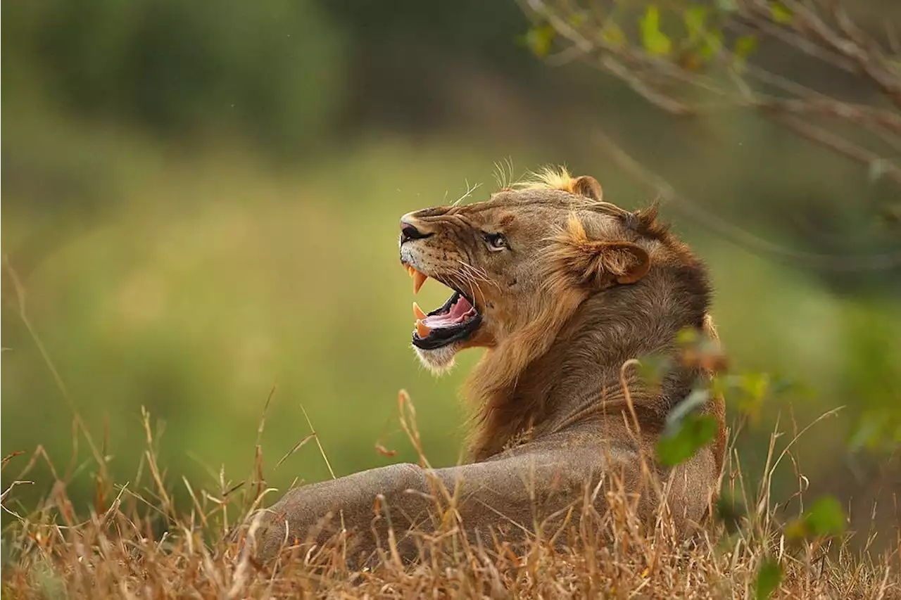 Six lions killed by herders in Kenya | News24