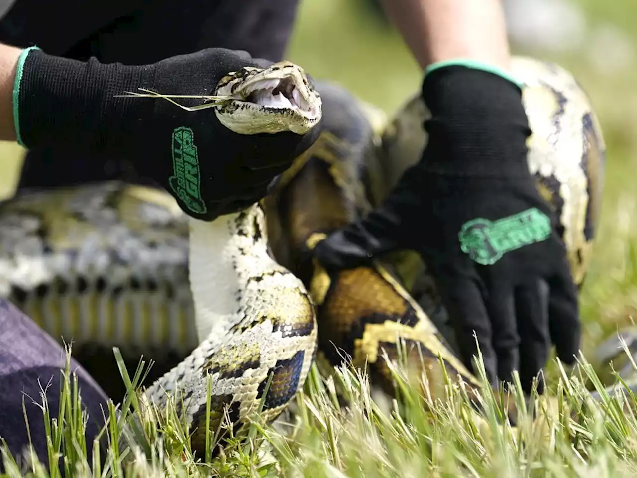 Toronto man arrested for allegedly assaulting someone with a python