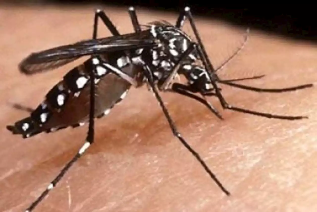 Studi: Tanaman Tradisional Ini Bisa Perangi Malaria yang Resistan Obat |Republika Online