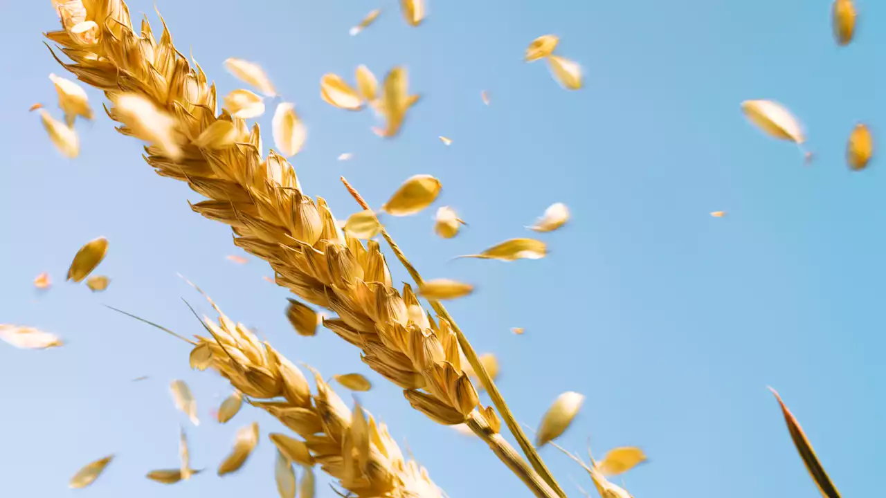 La sequía hace estragos en el cereal andaluz