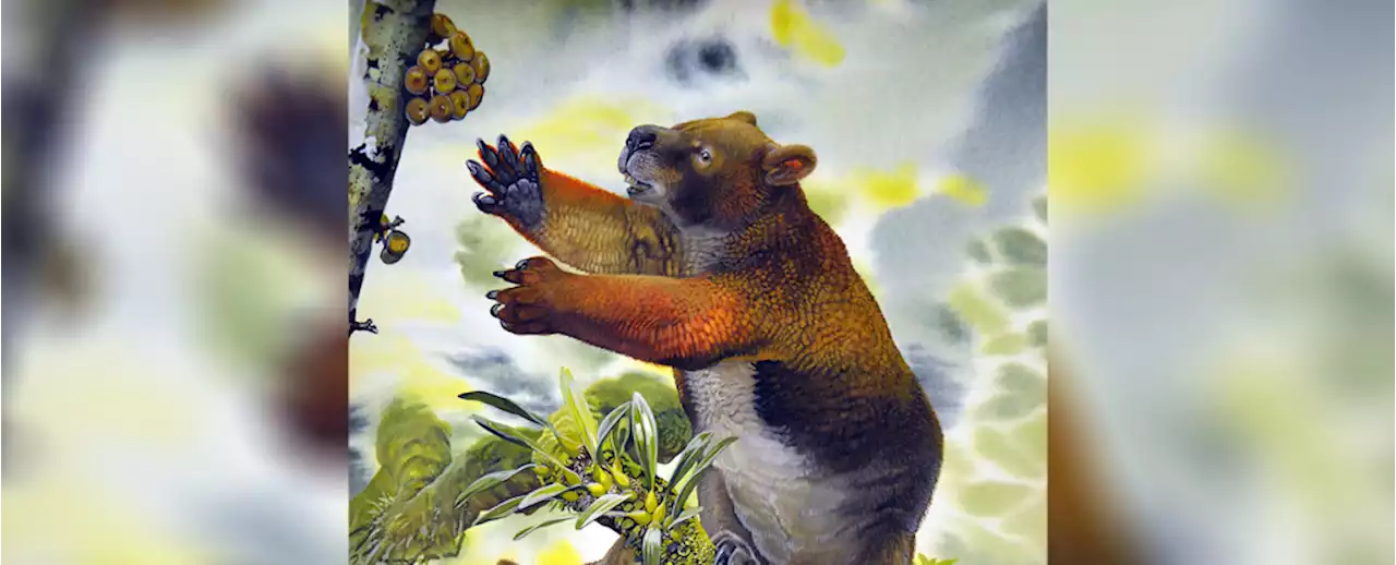 Scientists Think They Know How This Extinct Bear-Like Marsupial Got So Big