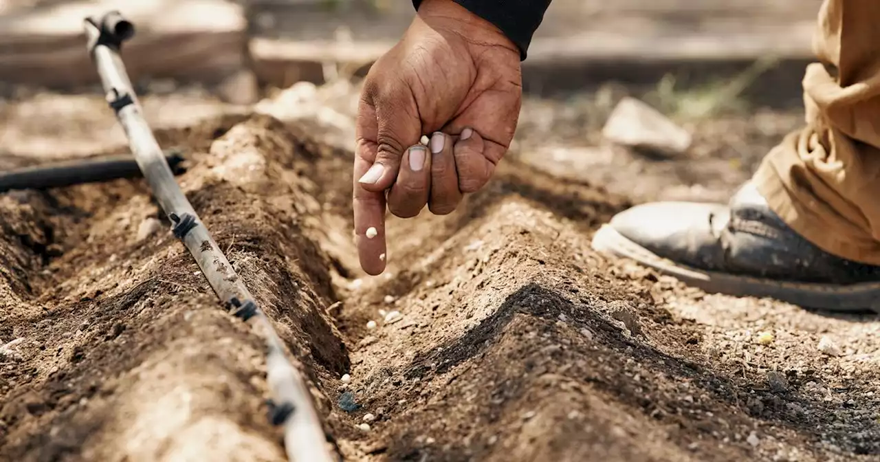 Gardeners and small farmers are growing produce with surprisingly little water