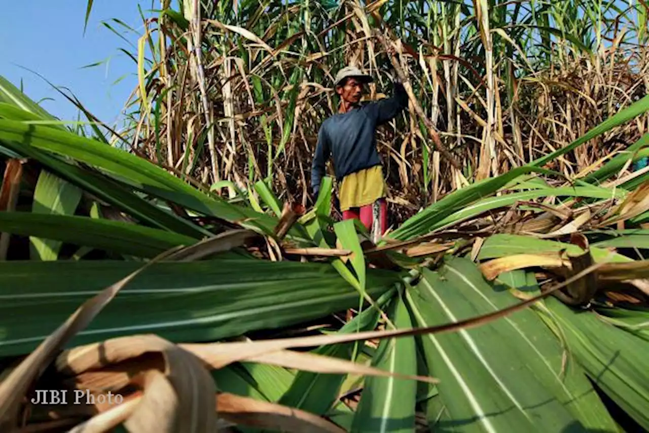 Terdampak El Nino, Asosiasi Petani Tebu Usul Kenaikan HPP Gula Jadi Rp15.000/Kg