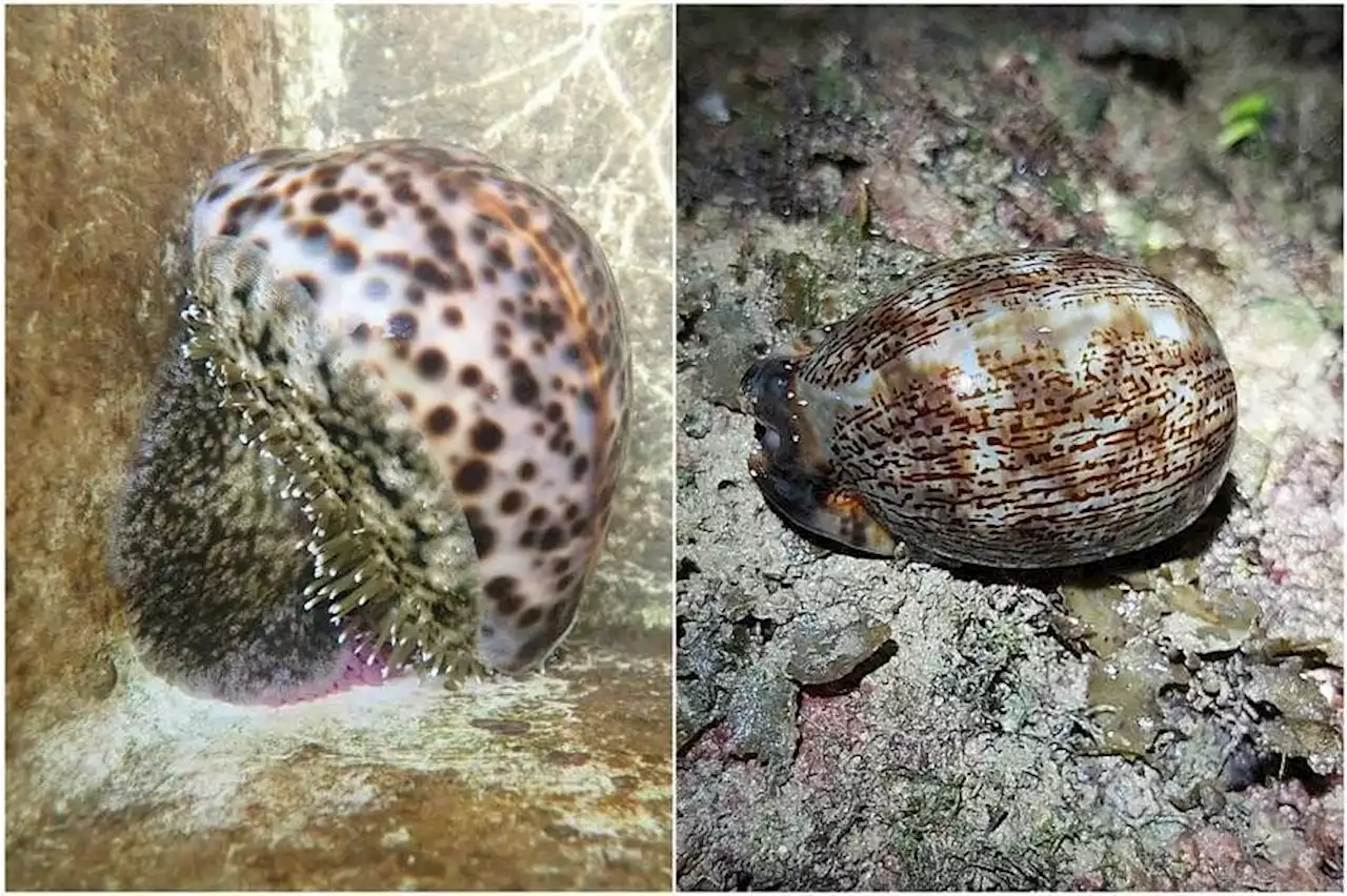 Marine biologists start the foundation of farming methods for native sea snails in Singapore