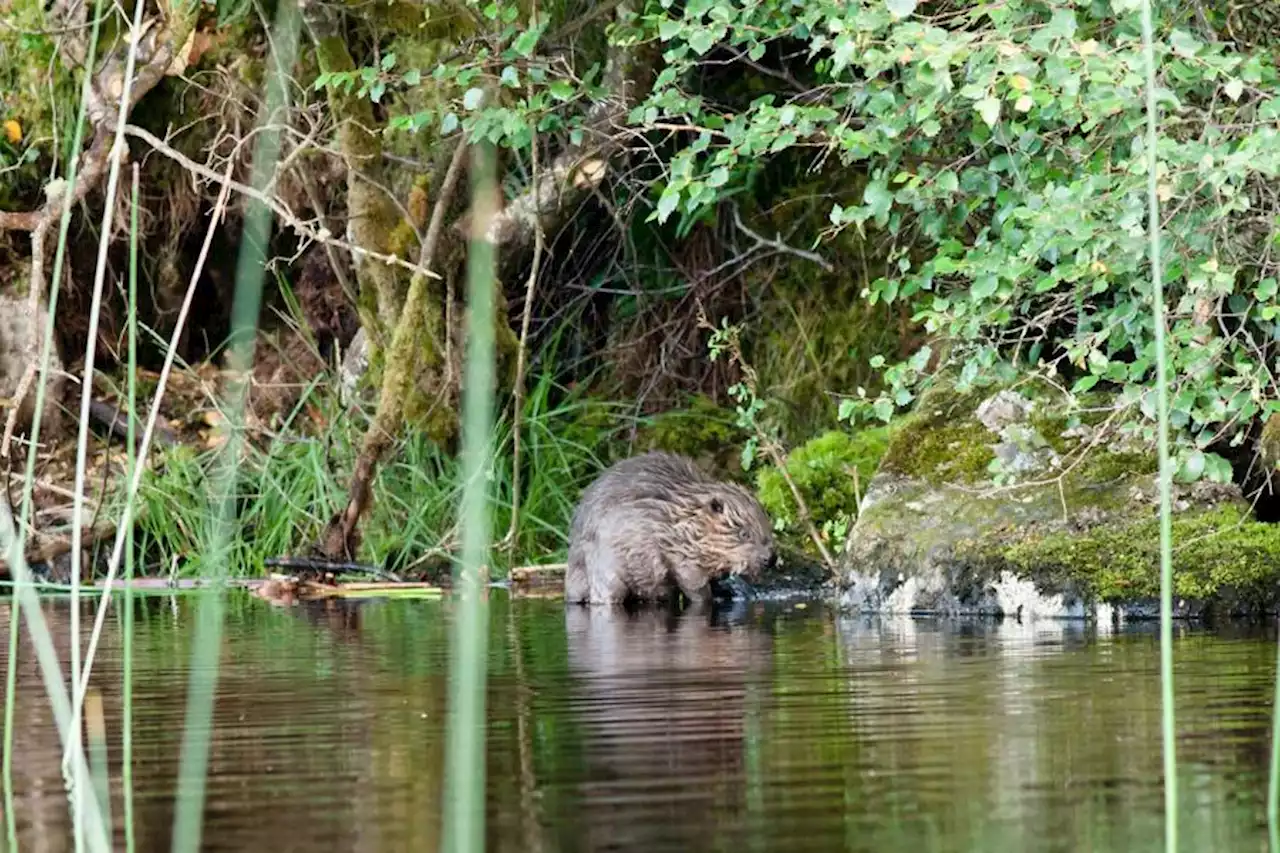 Scotland must do more to protect our beaver population