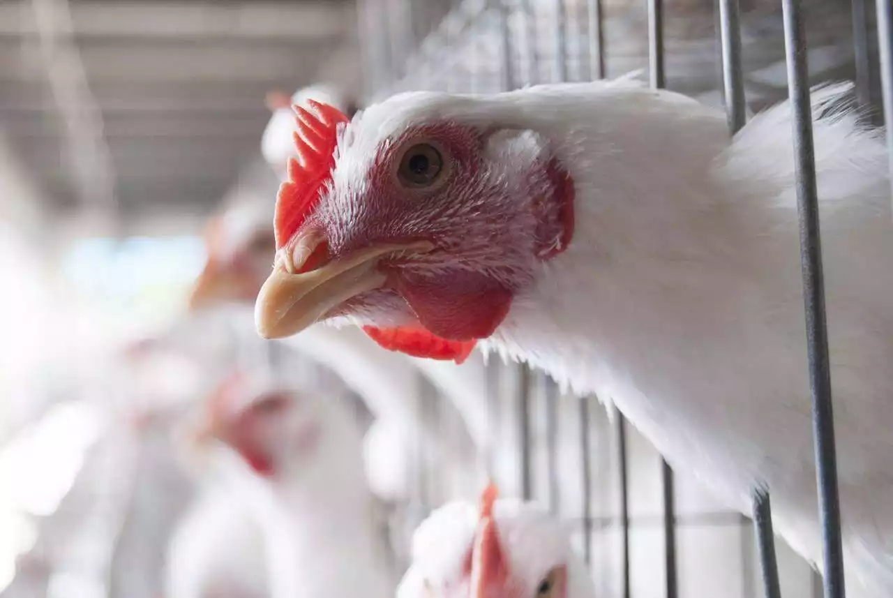 Quebec avian flu cases higher than expected as bird deaths near 1 million: expert - Terrace Standard