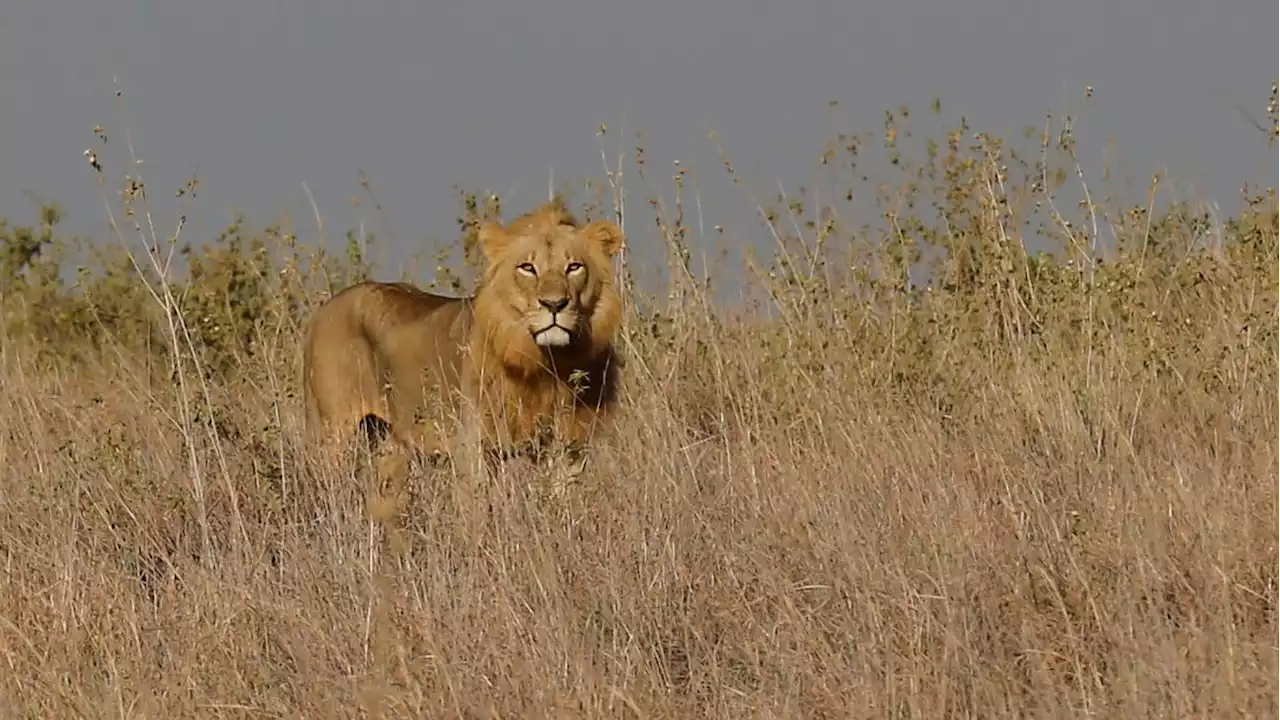 One of Africa’s Oldest Lions Among 10 Killed in Kenya Within a Week: Officials