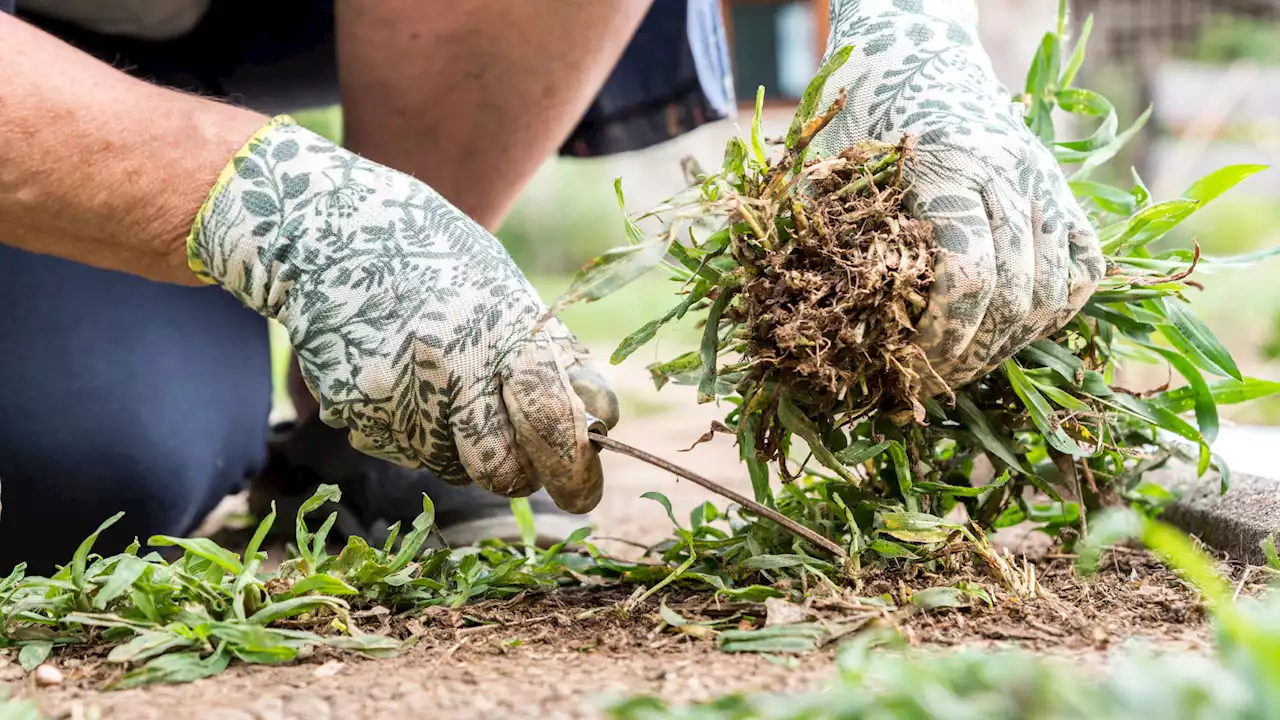 Cheap trick to get rid of snails in your backyard - it only takes one ingredient