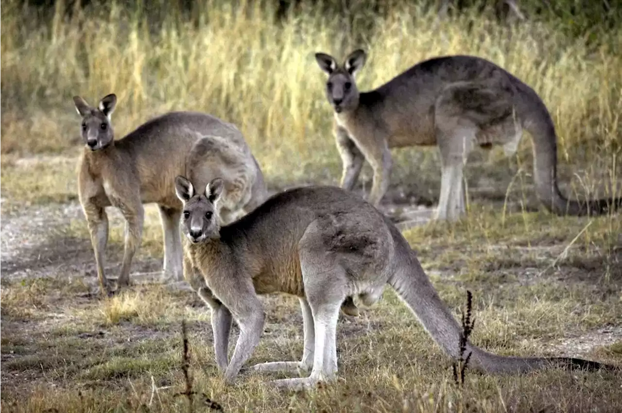 Sacrificar millones de canguros: la propuesta de un grupo ecologista que abrió un insólito debate en Australia