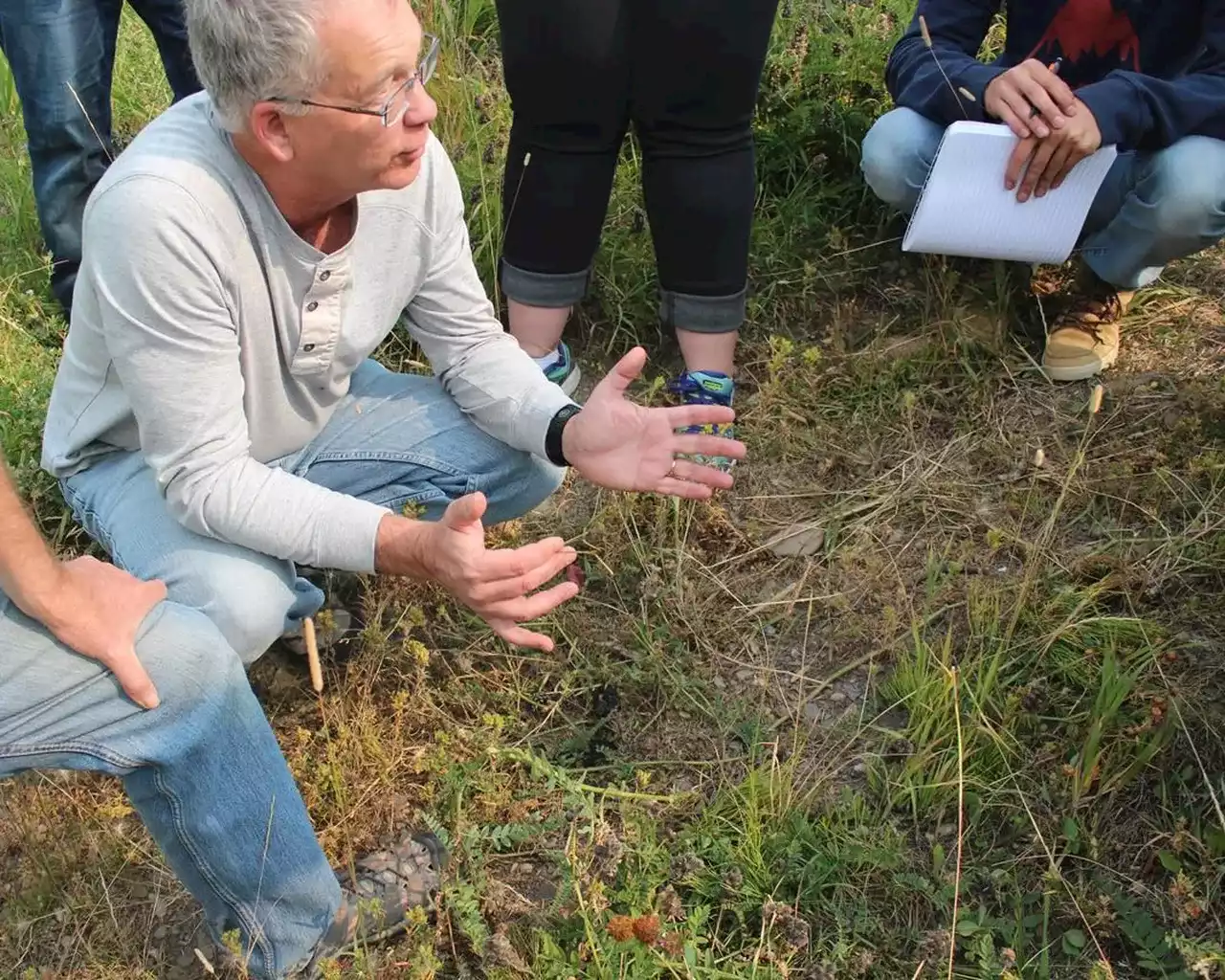 Big bug benefits: Alberta scientist releases guide identifying cow dung insects