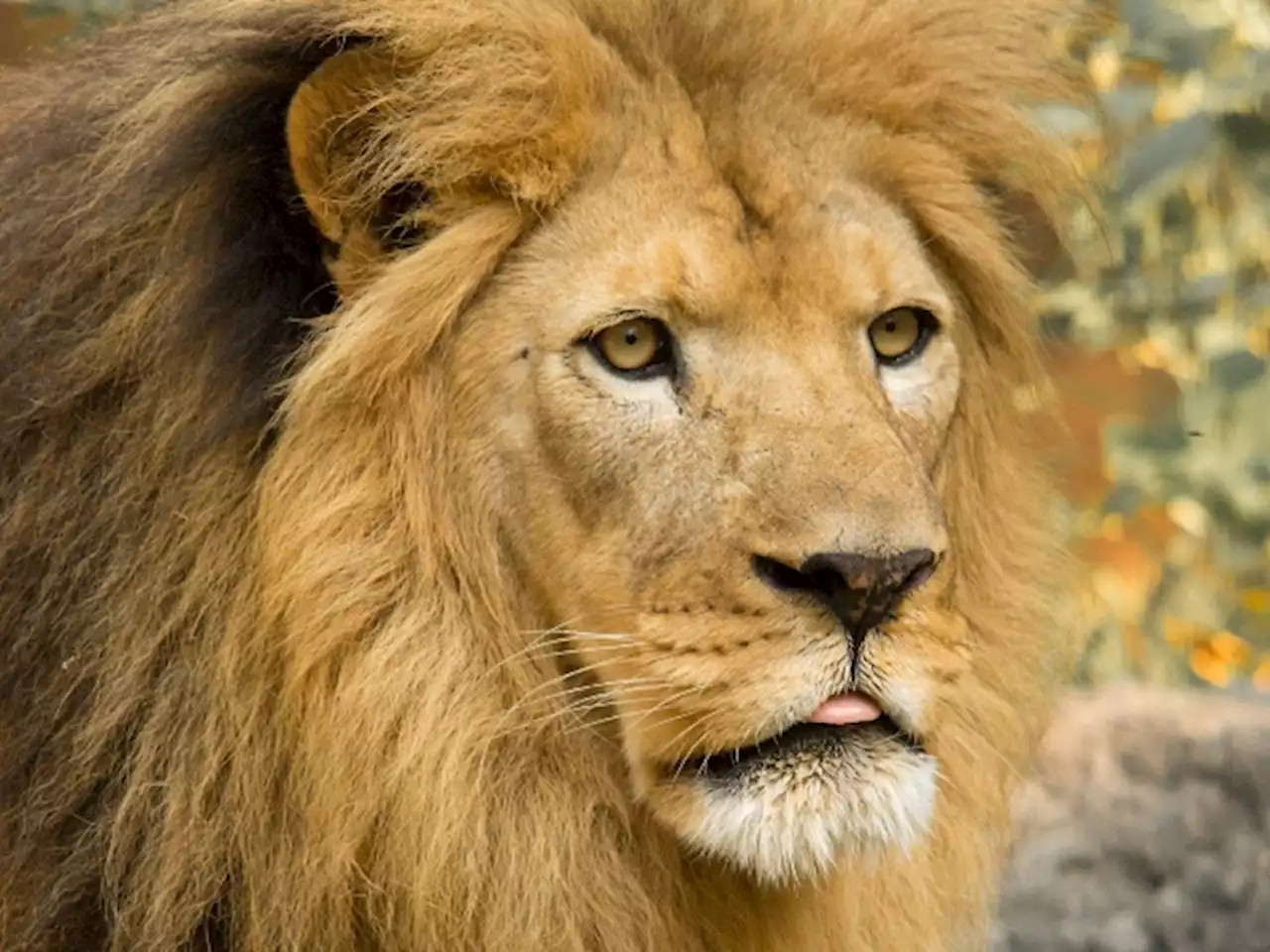 Disgusting Video Shows Canned Hunting Is Still Rife [Video]