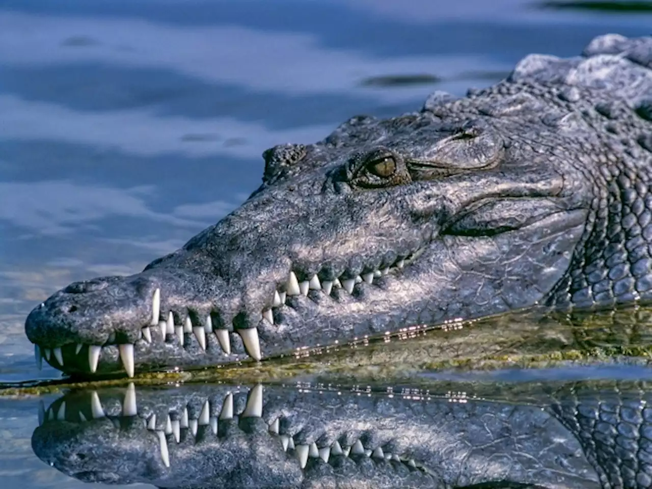 Kruger Park Trail Guide Kicks Crocodiles Ass In Underwater Fight