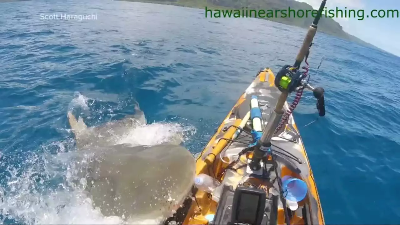 Caught on camera: Shark attacks kayak off Hawaii shore