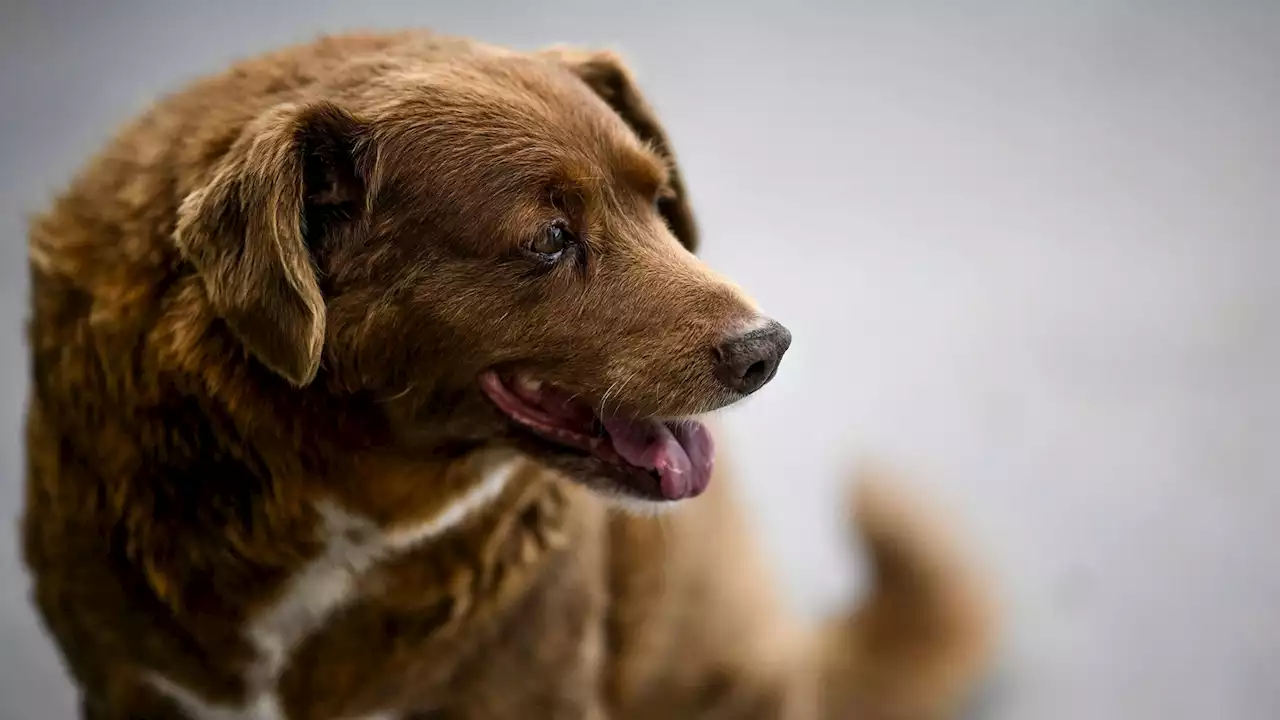 Meet Bobi, the oldest living dog in the world from southern Portugal