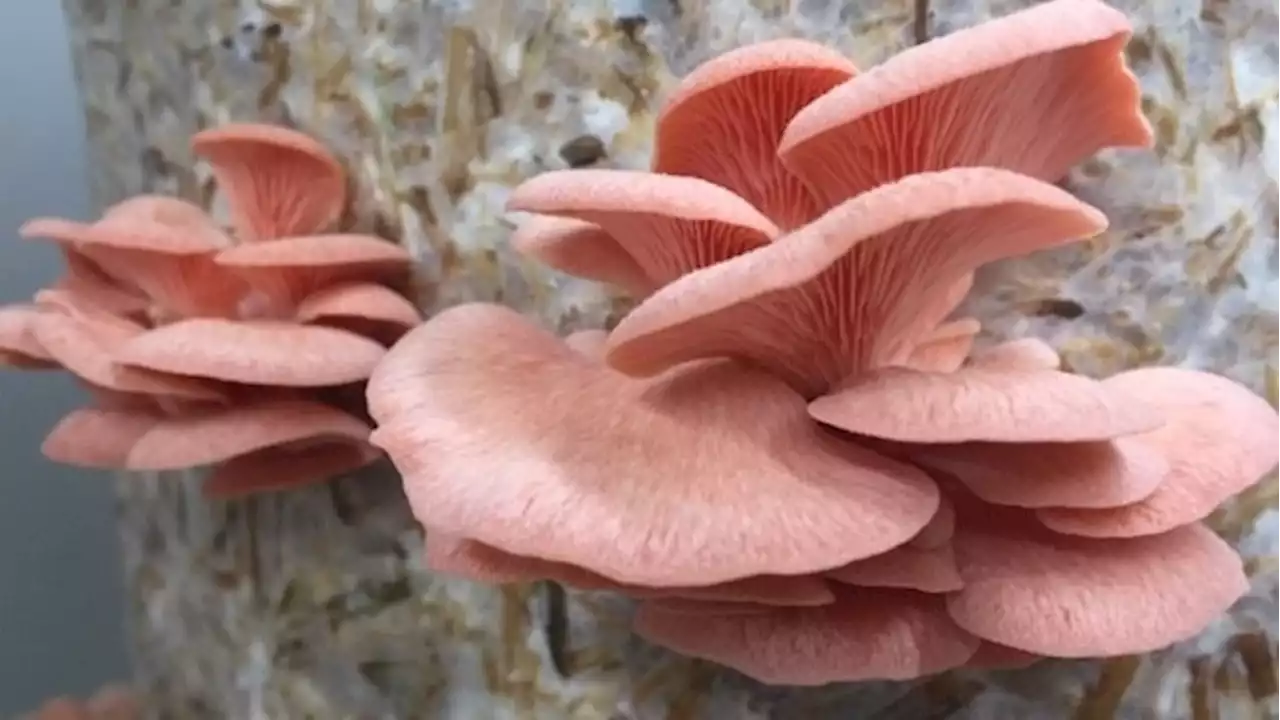 Mushroom sales on the rise as people look to reduce meat consumption and boost their health