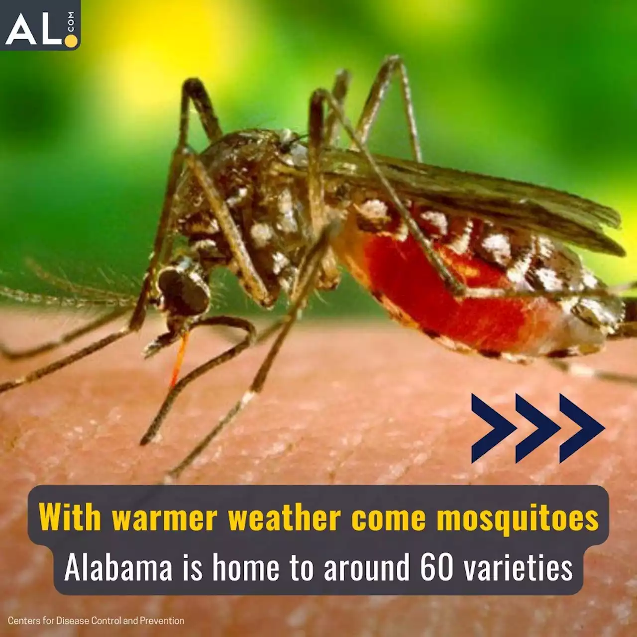 Mosquitoes of Alabama and what you can do about them