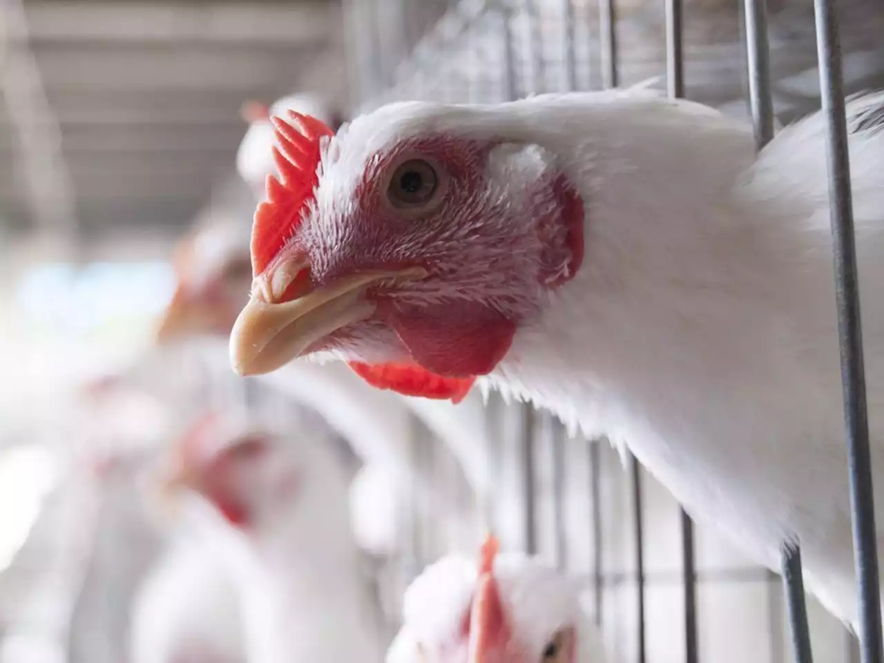 Quebec avian flu cases higher than expected as bird deaths near 1 million: expert