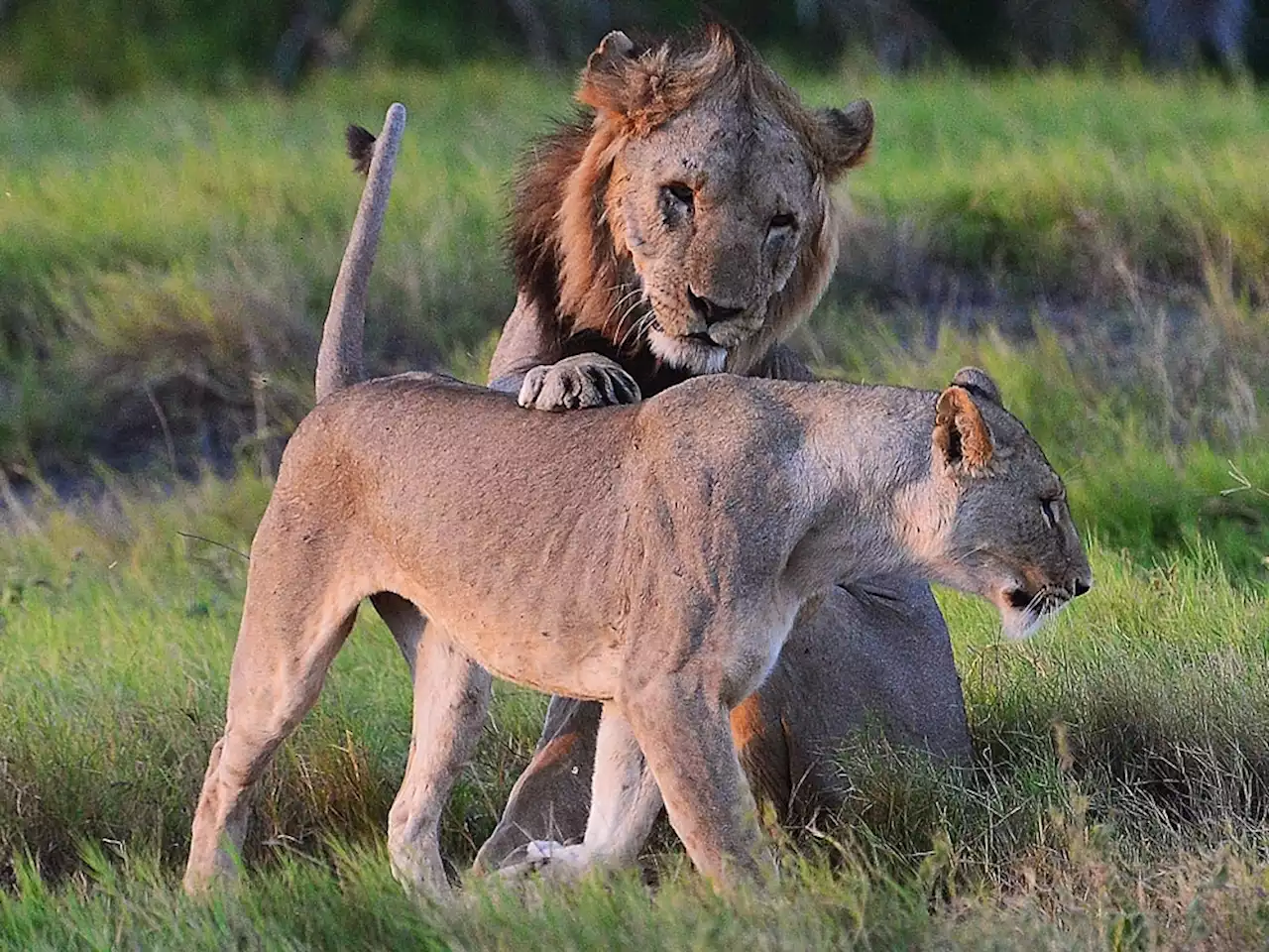 Herders in Kenya kill 10 lions, including Loonkiito, one of country's oldest