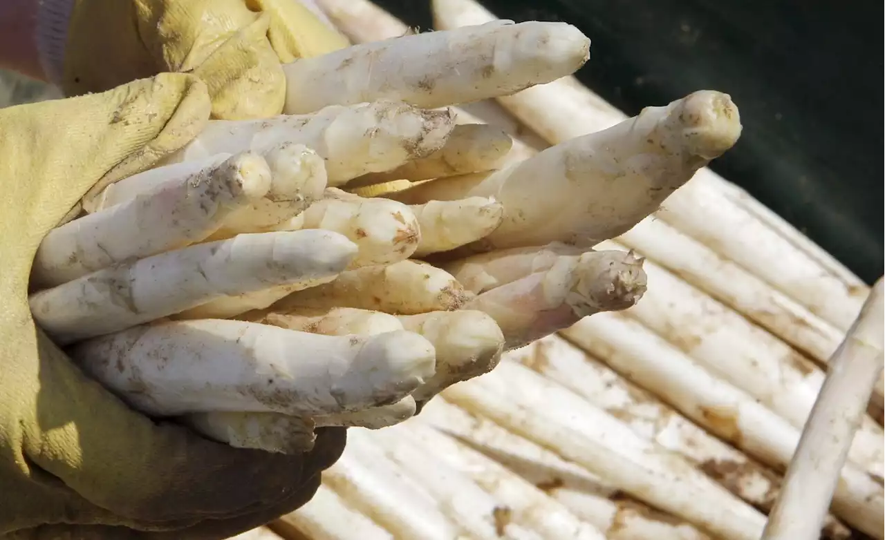 Grüner und weißer Spargel schmeckt auch vom Grill