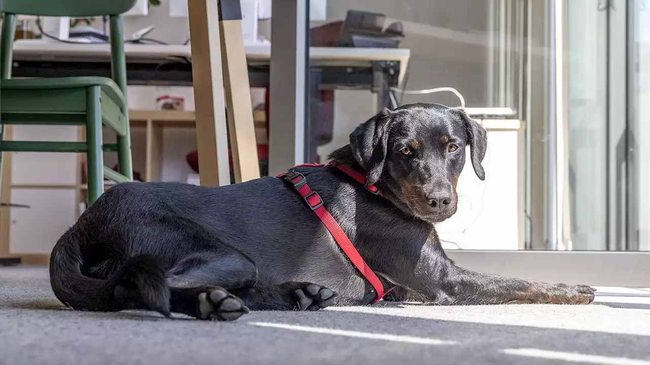 Werden Hunde in Berliner Behörden erlaubt?