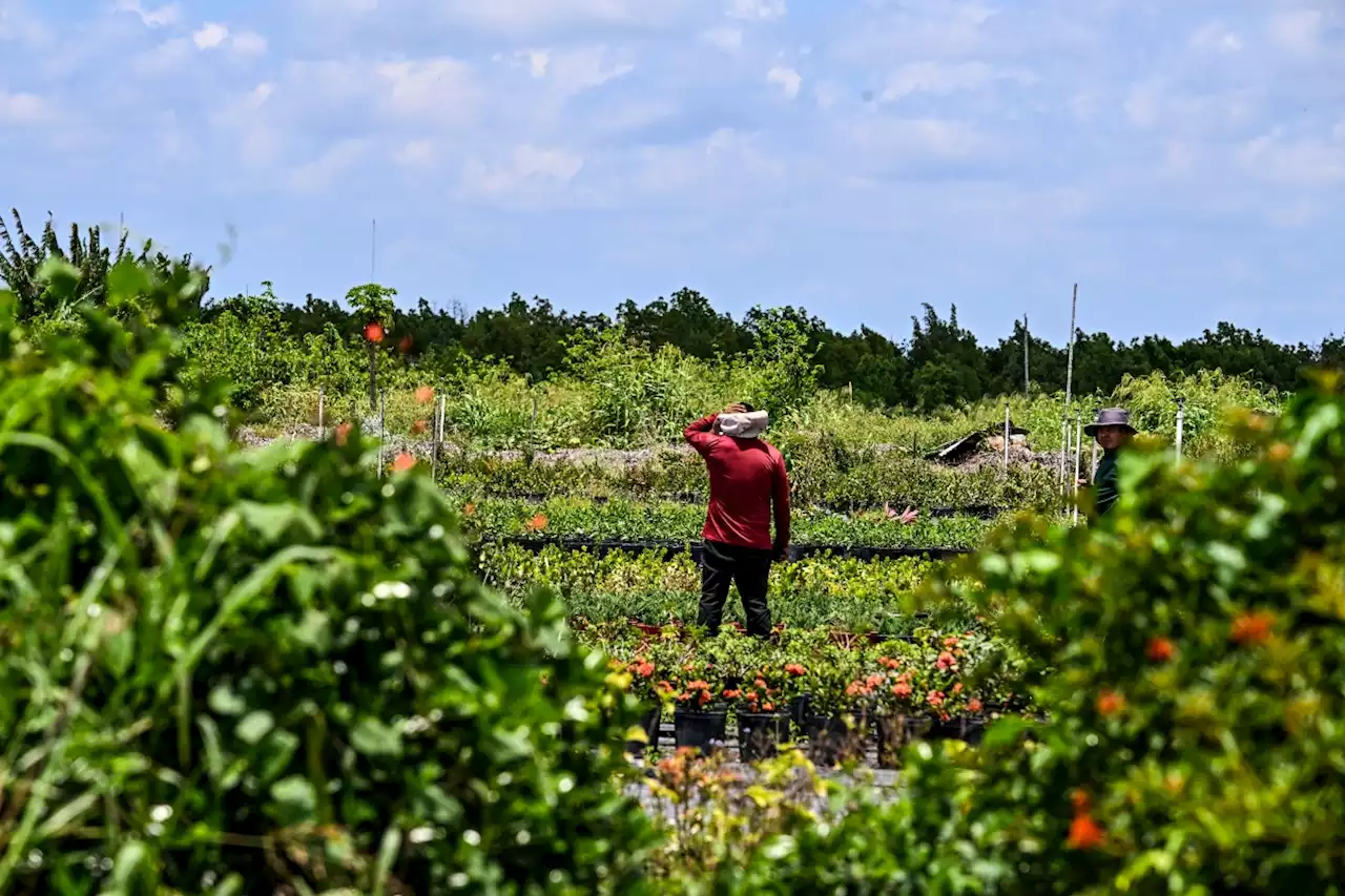 Nueva ley contra inmigrantes indocumentados en Florida genera preocupación: ¿qué contempla la norma que firmó DeSantis?