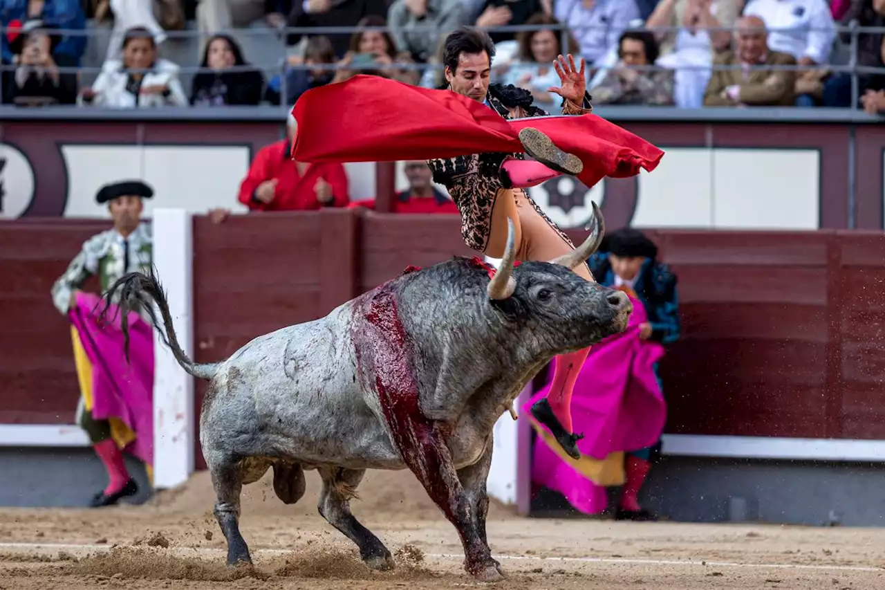 La (injusta) emoción del toro