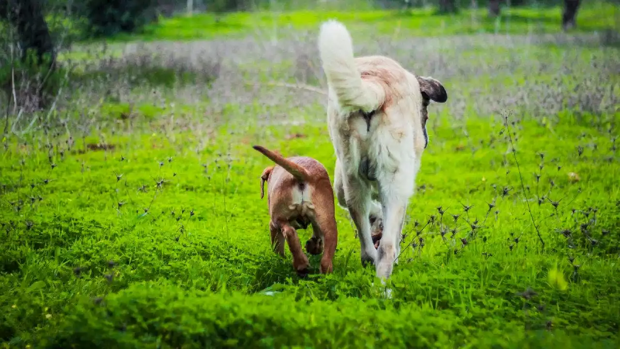 World's oldest dog turns 31 with a traditional Portuguese birthday party: 'Bobi is special'