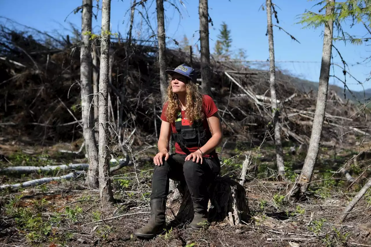 Tree-planting drones seed the dangerous places where human planters can’t tread