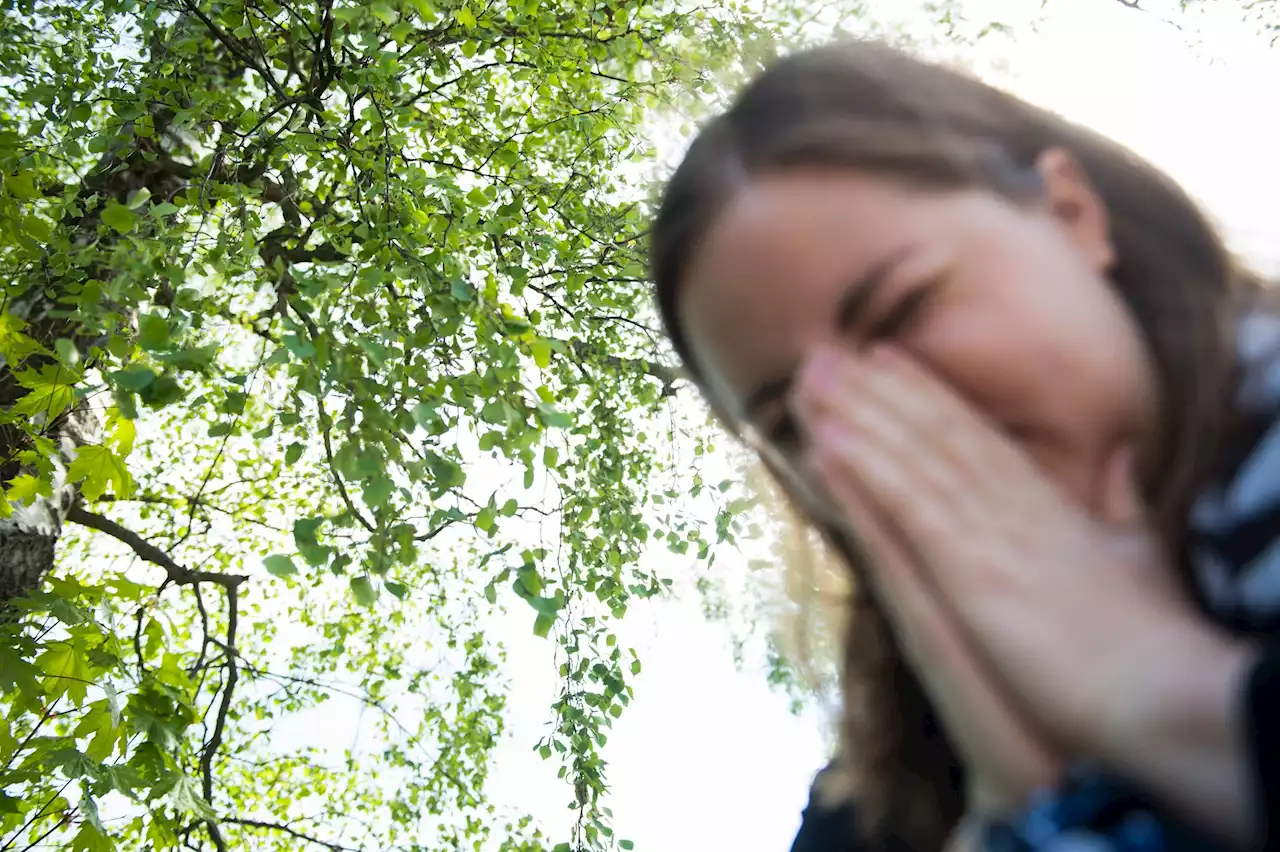 Allt fler pollenallergiska – säsongen längre och mer intensiv