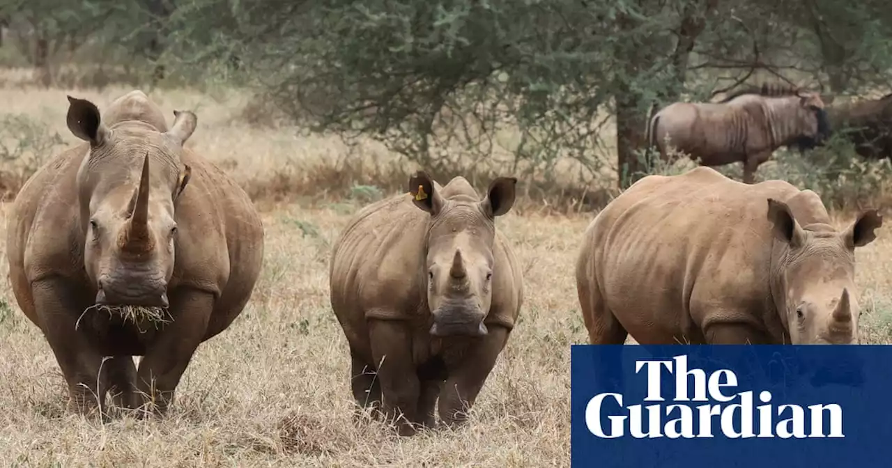 Rhinos return to Zimbabwe and a new kind of safari starts to take shape