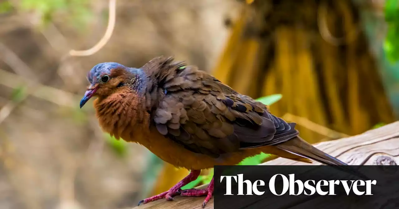 ‘You sometimes feel like Noah’: the London zoo team bidding to save doomed species