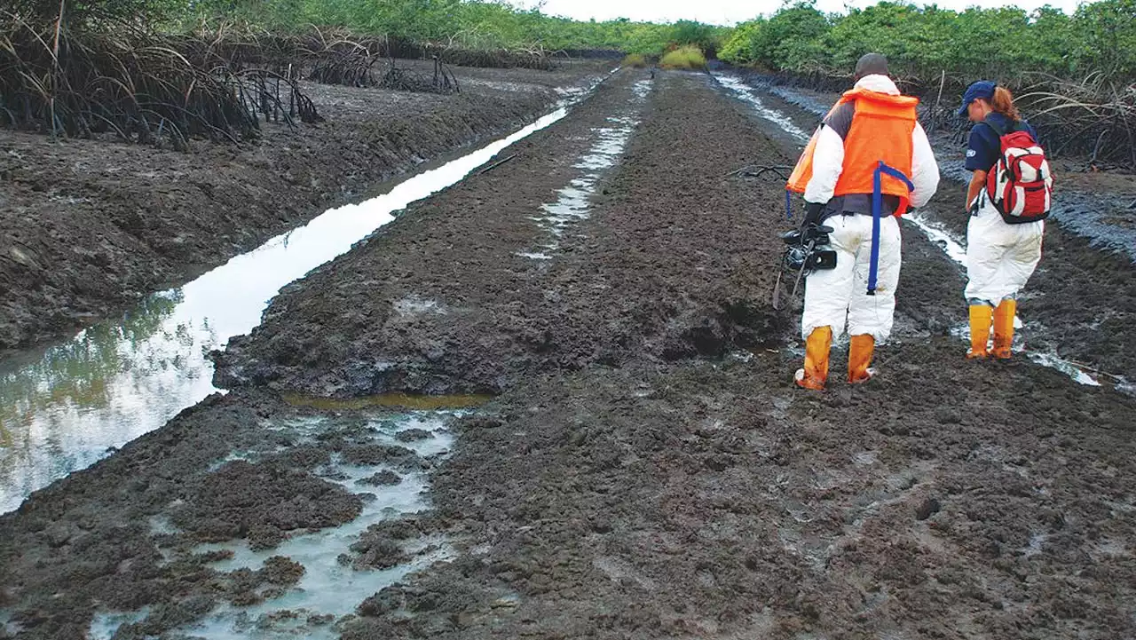 Group wants HYPREP to audit Ogoni cleanup project | The Guardian Nigeria News - Nigeria and World News