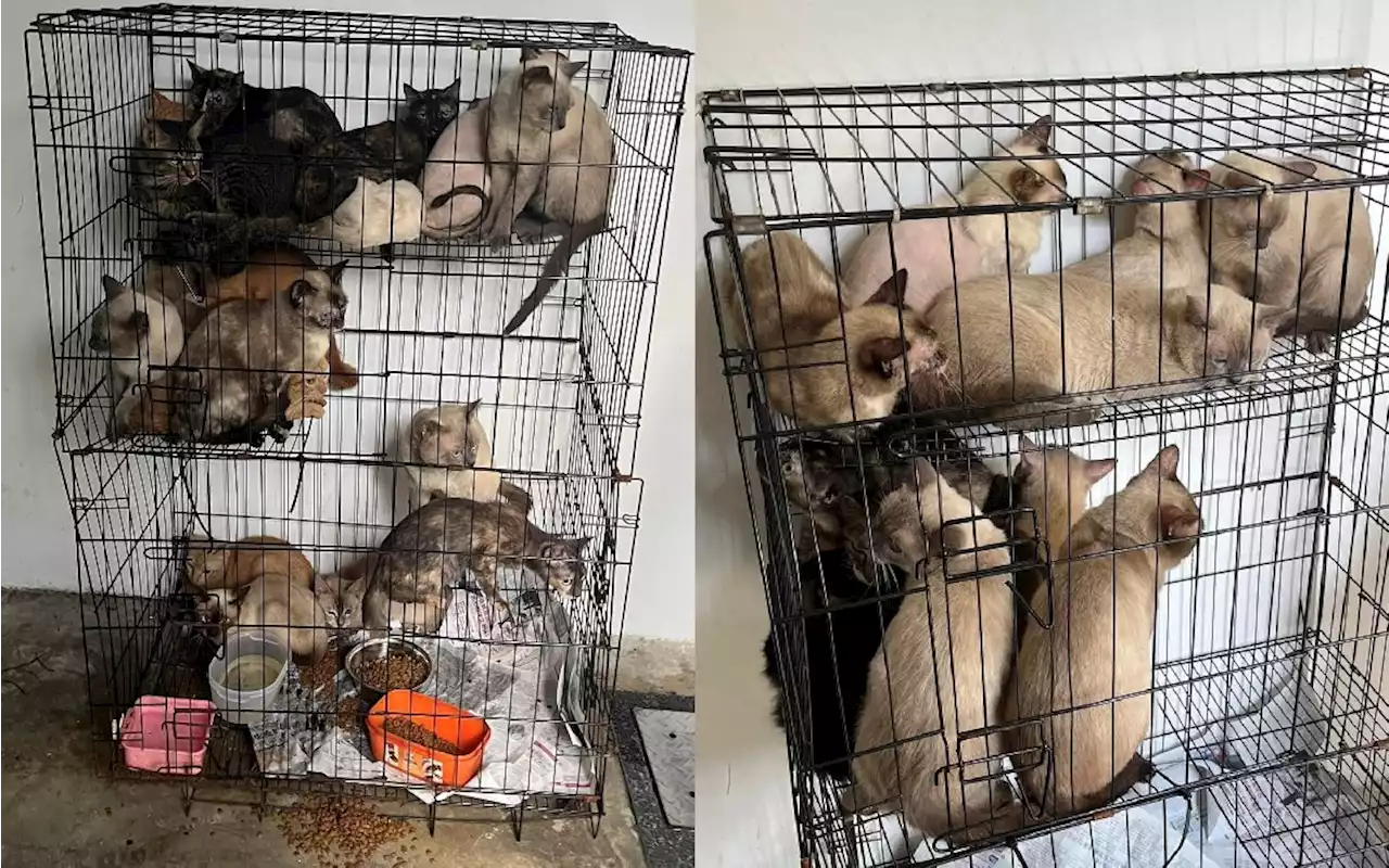 AVS identifies Sembawang resident who dumped 30 cats at void deck - Singapore News