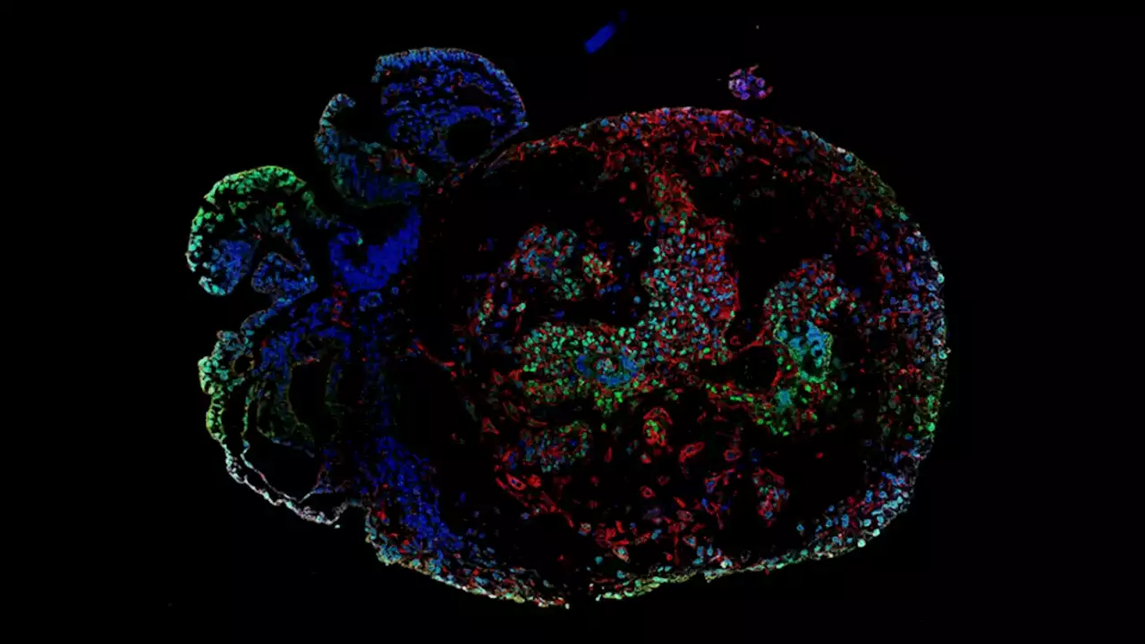 Lab grown monkey embryos show how organs grow in 3D