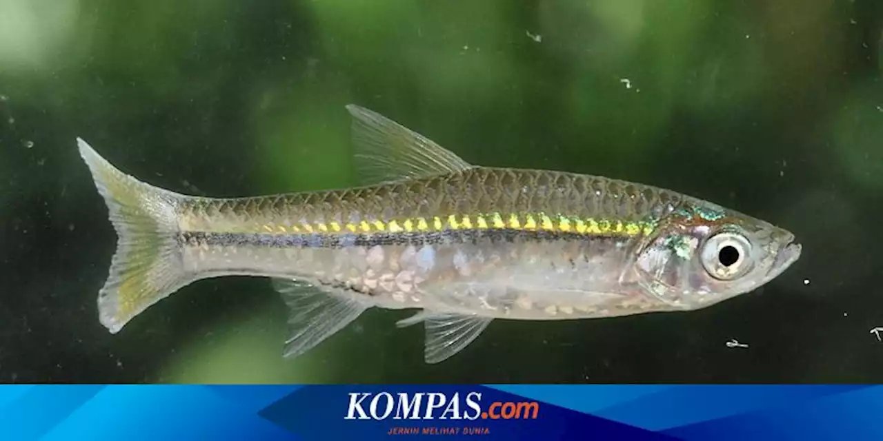 Bagaimana Ikan Wader Bisa Berpotensi Terancam Punah?